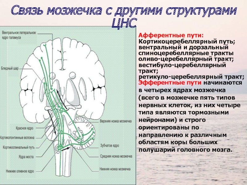 Проводящие волокна мозга. Афферентные и эфферентные проводящие пути мозжечка схема. Анатомия мозжечка неврология. Пути поступления импульсов в кору мозжечка.