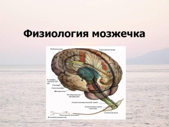 Физиология мозжечка