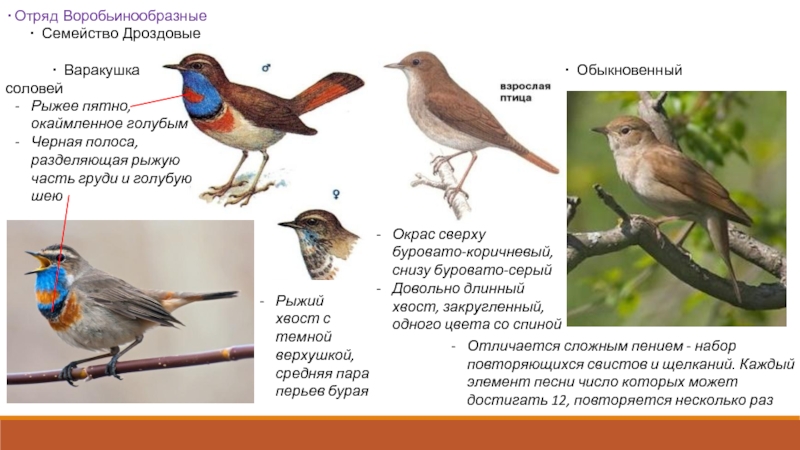 Воробьинообразные птицы таблица