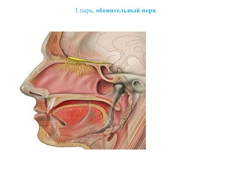 Обонятельный нерв фото