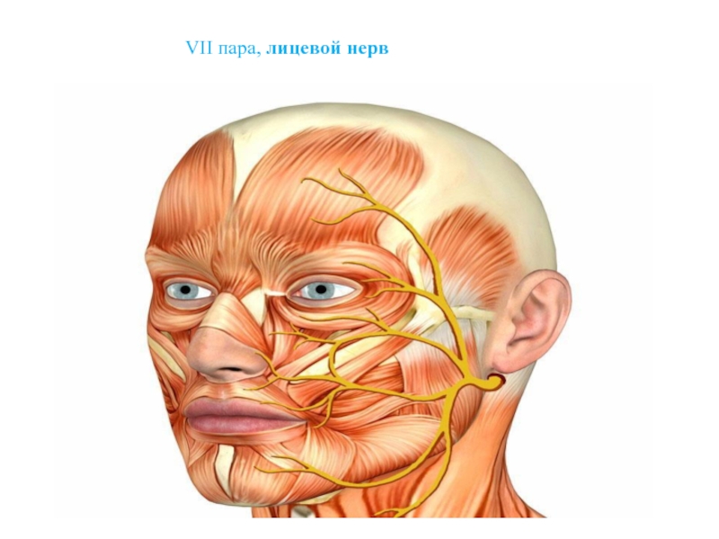 Нервы лицевой области. Лицевой нерв. Лицевой нерв (VII). 7 Пара лицевой нерв.