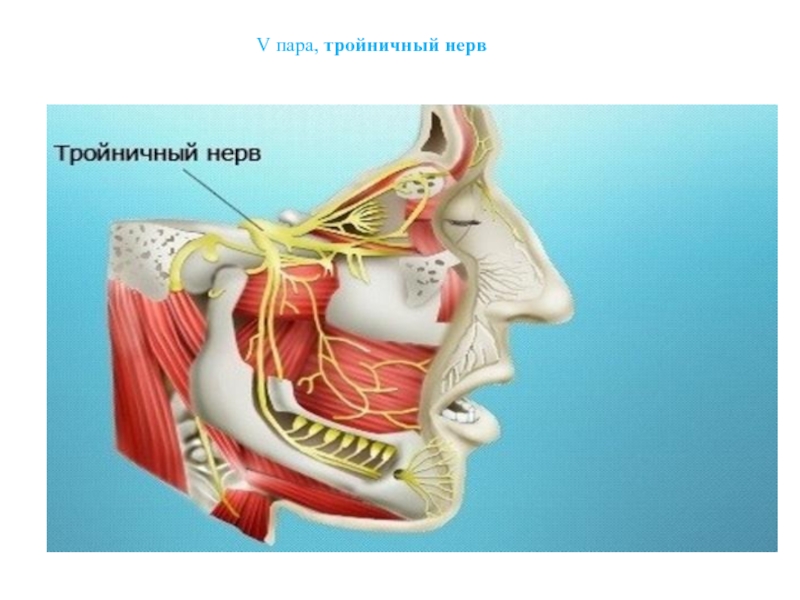 Тройничный нерв фото. Тройничный нерв. Ухо и тройничный нерв анатомия. Поражение тройничного нерва. 5 Пара тройничный нерв.