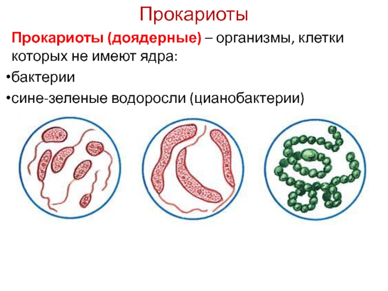 Организмы клетки которых содержат оформленное ядро