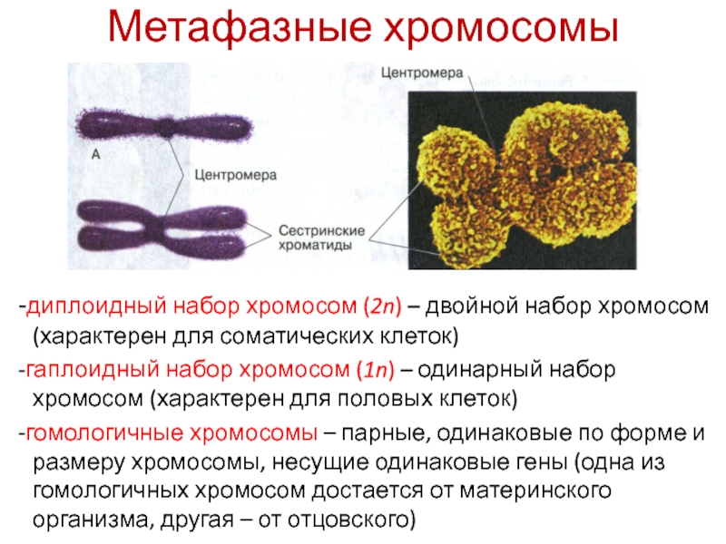 Парные хромосомы называются