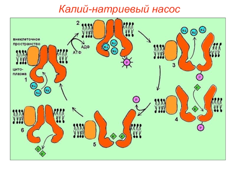 Калий натриевый насос схема