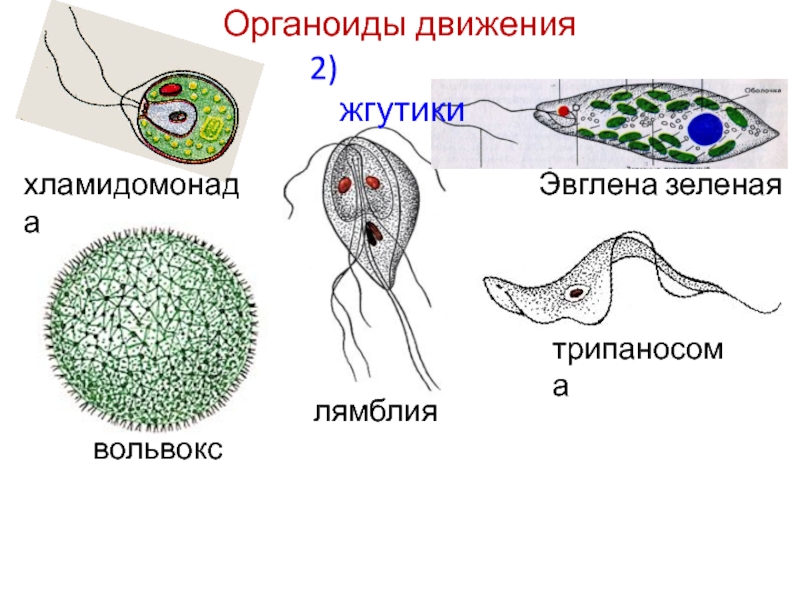 Трипаносома способна к фотосинтезу