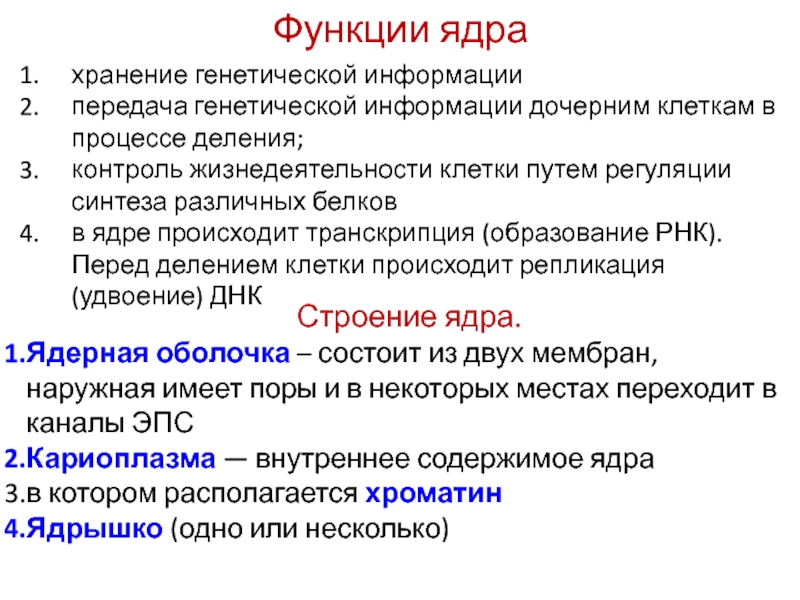 Процесс транскрипции осуществляется в ядре