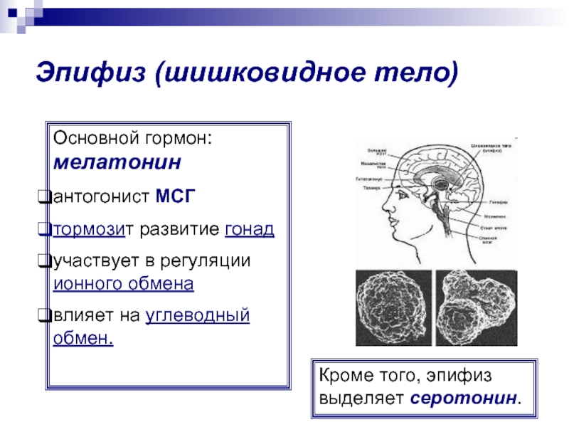 Гормоны эпифиза. Эпифиз функции таблица. Заболевания эпифиза. Основной гормон эпифиза. Шишковидная железа гормоны.