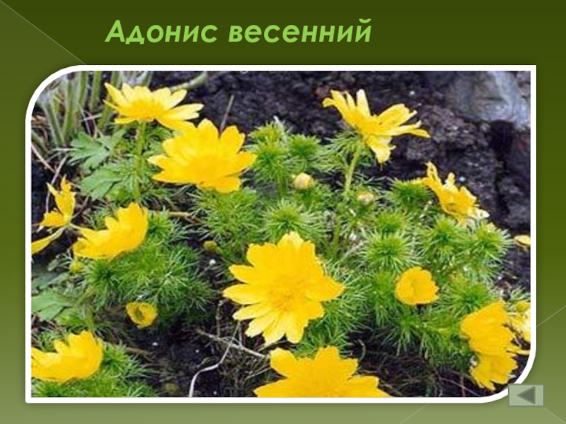 Лекарственные Растения Алтайского Края Фото И Описание