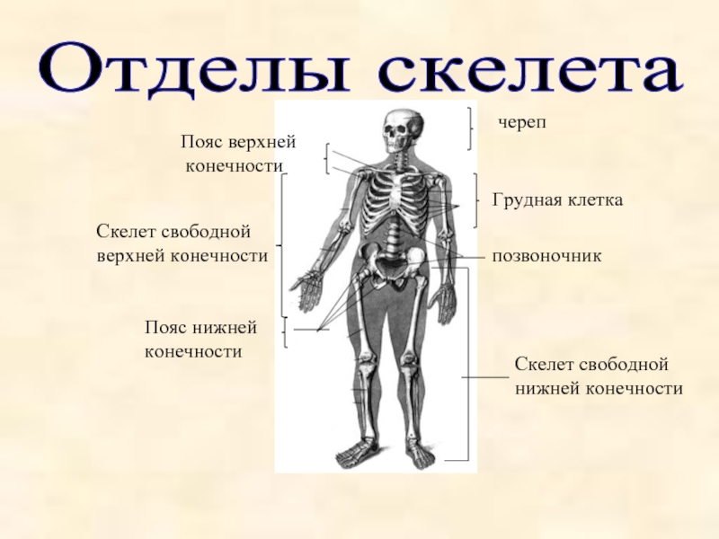 Подпишите отделы скелета. Отделы скелета. Основные отделы скелета человека. Скелет конечностей отделы скелета. Скелет пояса верхним и нижних.
