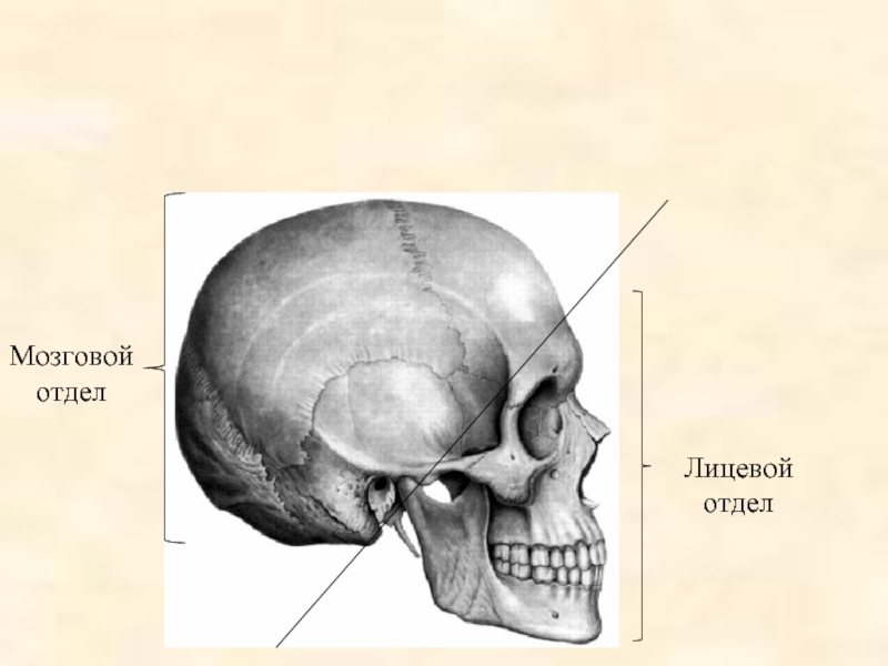 Лицевой и мозговой отдел. Отделы черепа человека мозговой и лицевой. Строение черепа человека мозговой и лицевой отделы. Скелет черепа человека лицевой отдел мозговой отдел. Граница мозгового и лицевого отделов черепа.