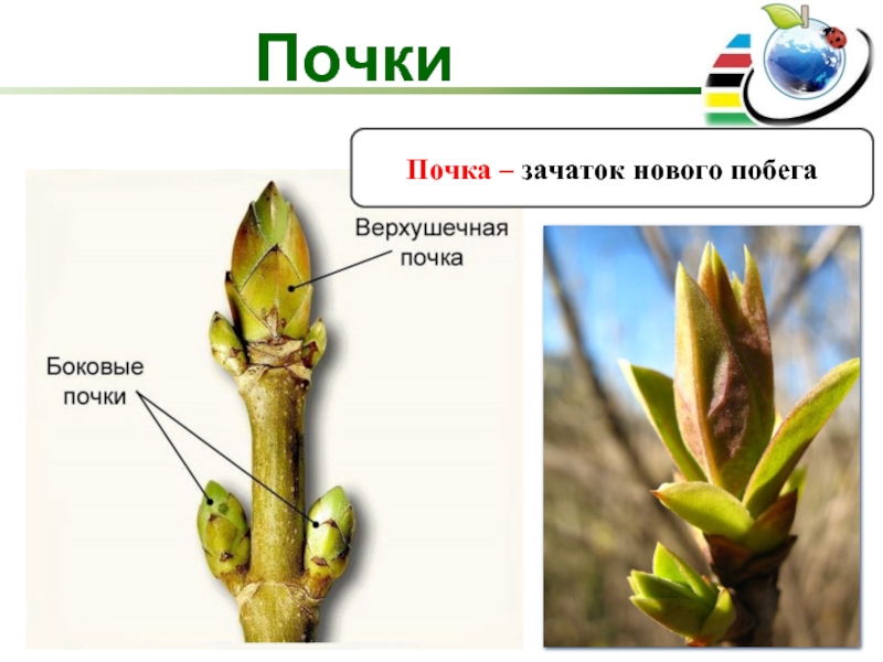 Биология 6 класс побег и почки