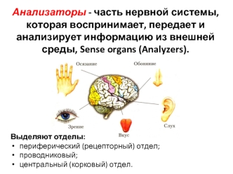 Органы чувств. Анализаторы