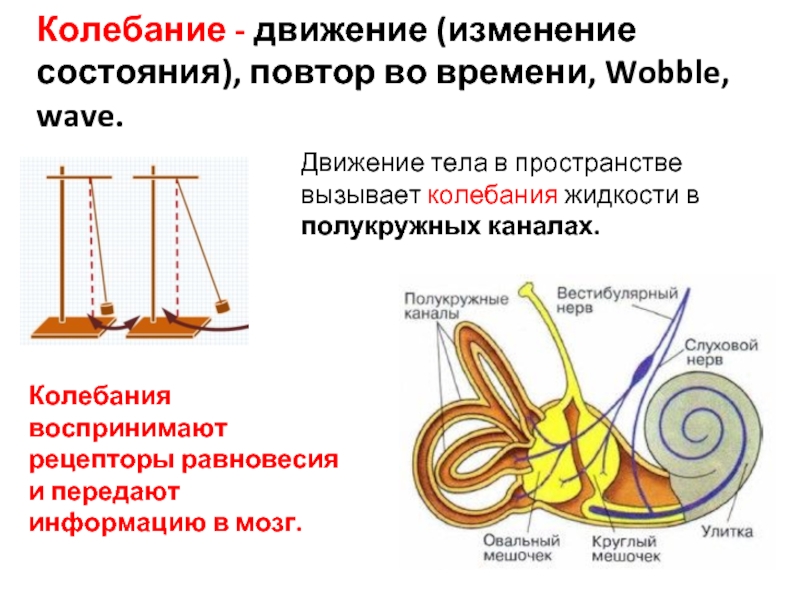 Колебания органов человека. Колебательное движение. Рецепторы полукружных каналов. Колебания в физике. Колебательные процессы в физике.