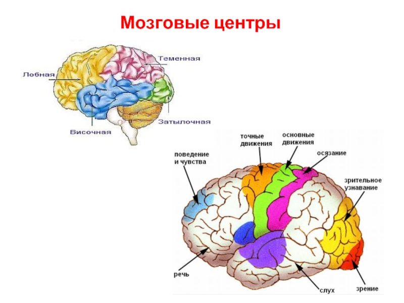 Центры головного мозга таблица. За что отвечают отделы головного мозга. Зоны анализаторов в коре головного мозга. Мозговой центр. Центры головного мозгах.