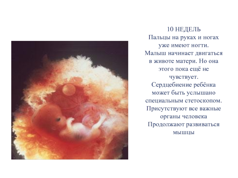 10 неделя 2024г. Малыш на 10 неделе беременности. Сердцебиение ребенка в животе. Сердцебиение младенца в утробе.