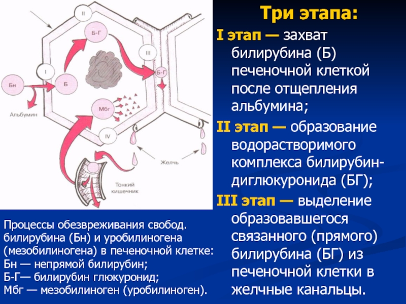 Схема обмена билирубина в норме