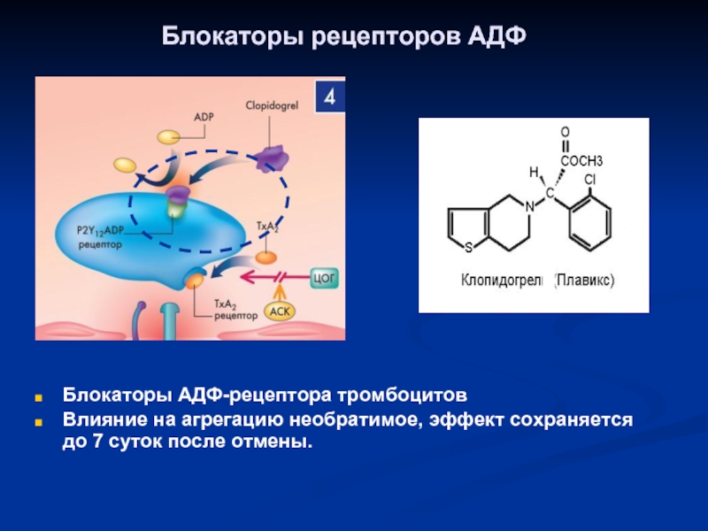 Блокаторы рецепторов. Блокаторы АДФ рецепторов тромбоцитов. АДФ рецепторы. Блокатора рецепторов аденозиндифосфата. Ингибиторы рецепторов АДФ.