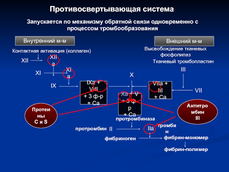 Свертывающая и противосвертывающая система крови презентация