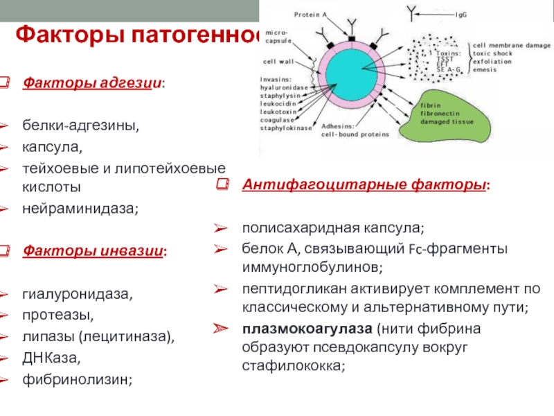 Факторы патогенности микробов. Факторы антифагоцитарной активности. Антифагоцитарные факторы патогенности. Антифагоцитарные факторы патогенных стафилококков. Антифагоцитарные факторы золотистого стафилококка.