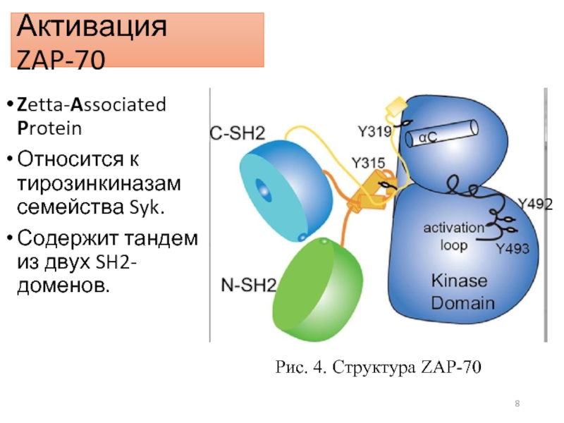 К протеинам относятся. SYK-2r. Медь и тирозинкиназа. Патогенические механизмы дефицита Zap 70. Zap! A.