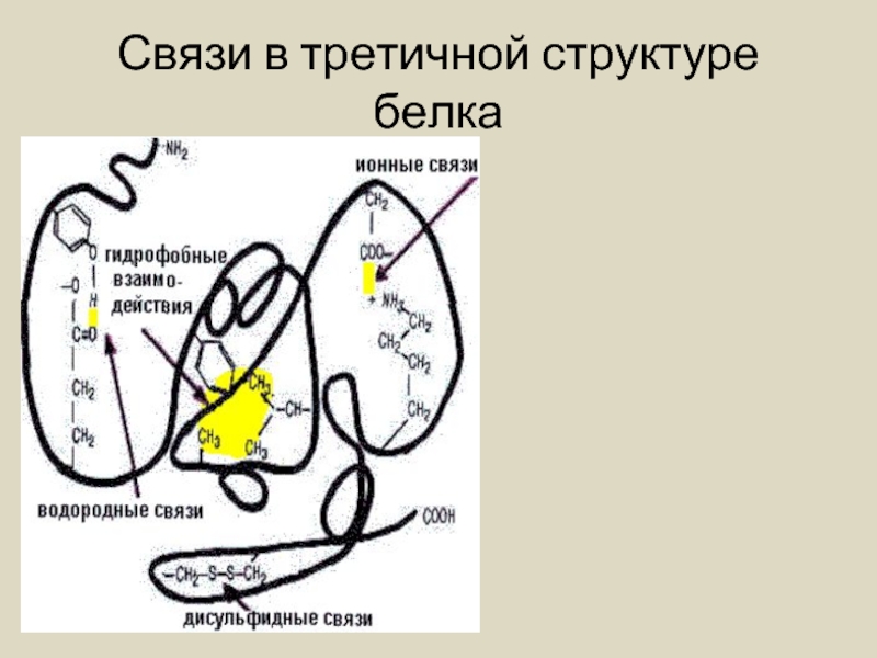 Гидрофобные связи белка. Гидрофобные связи в третичной структуре. Третичная структура белка связи. Связи в структурах белка. Гидрофобные связи в третичной структуре белка.