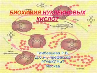 Биохимия нуклеиновых кислот