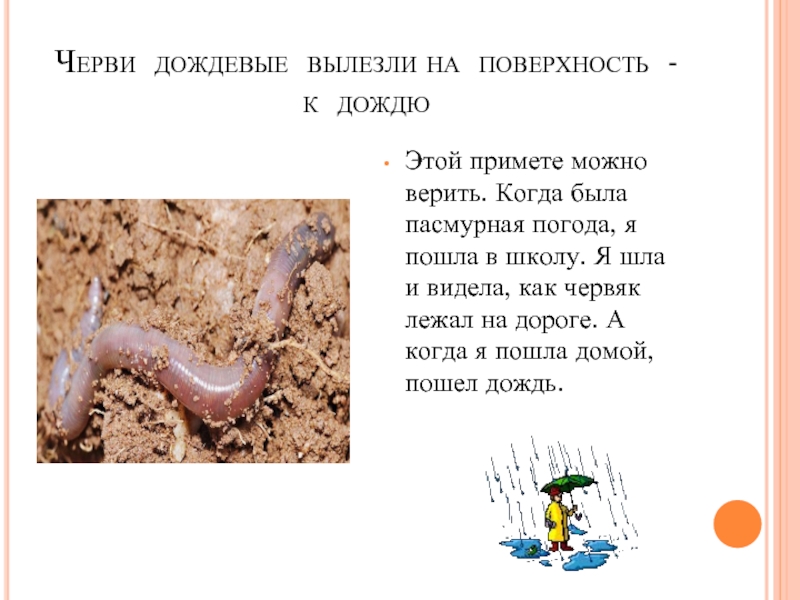 Чего боится мальчик толстого червяка. Детям о дождевом червяке. Интересные факты о дождевых червях.