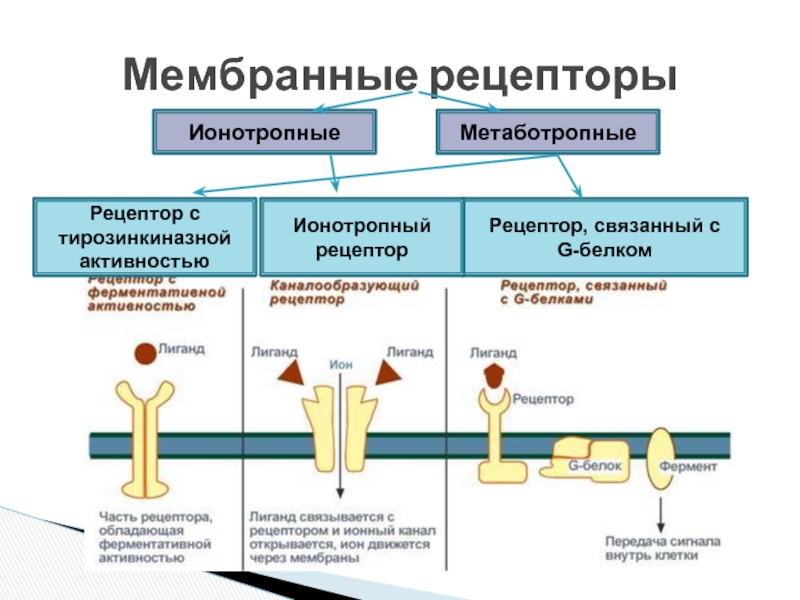 Какие виды рецепторов вам известны