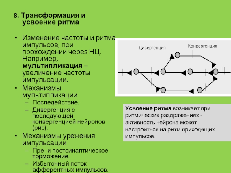 Функциональное значение мультипликации возбуждения в нервных центрах