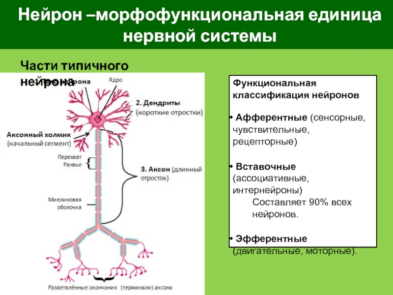 Центр нейрон. Морфофункциональная единица нервной системы. Морфофункциональная характеристика нейронов. Морфофункциональная единица нервной ткани. Классификация нервной системы Нейрон.