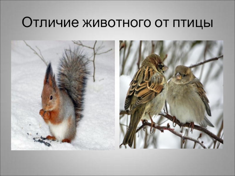 Различия птиц. Отличие птиц от животных. Отличие птиц от других животных. Отличие птиц от животных для детей. Чем отличаются птицы.