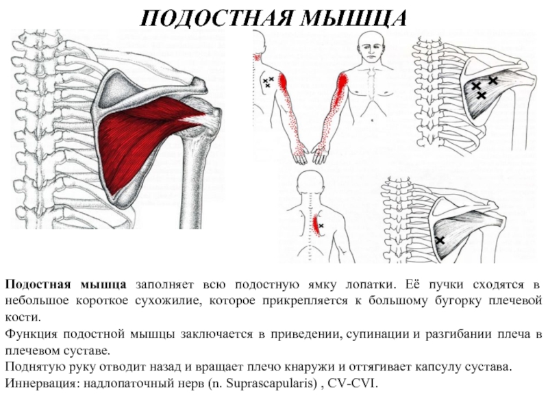 Разрыв лопатки. Мышцы плечевого пояса подостная мышца. Подостная мышца начало и прикрепление. Надостная подостная и малая круглая мышцы прикрепляются к. Подостная мышца плеча прикрепление.