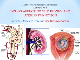 Drugs affecting the kidney and uterus funnction