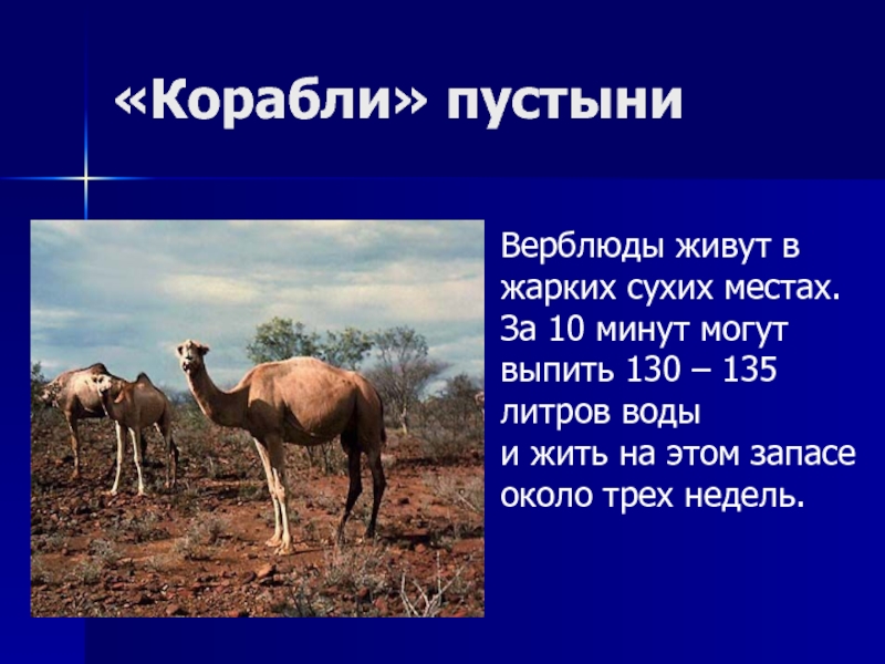 Интересные факты о верблюдах. Где обитают Верблюды. Кто ест верблюда в пустыне. Сколько дней живут Верблюды без воды.