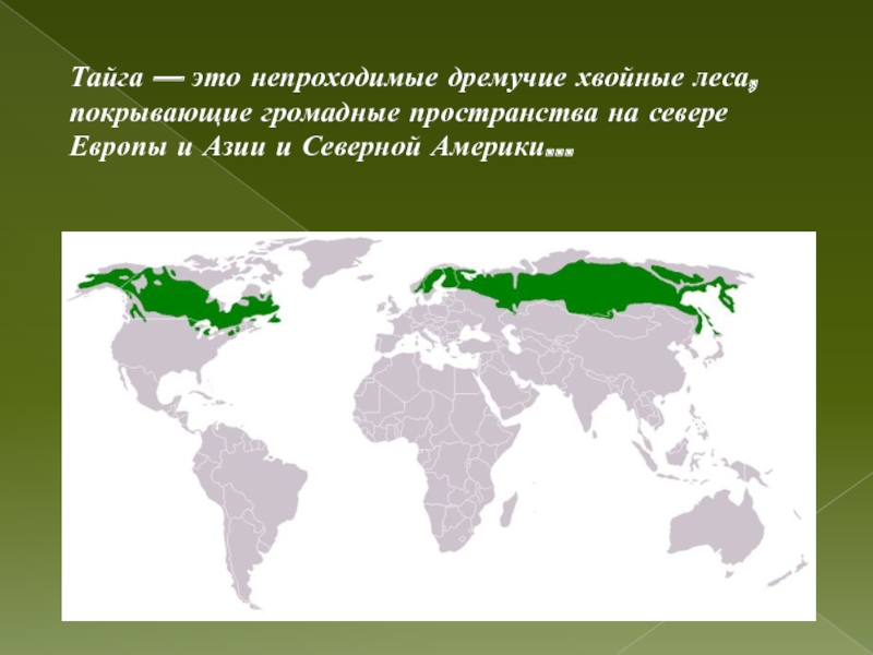 На каких территориях расположена тайга. Природные зоны Евразии Тайга. Географическое положение тайги в России на карте. Географическое расположение тайги. Расположение зоны тайги.