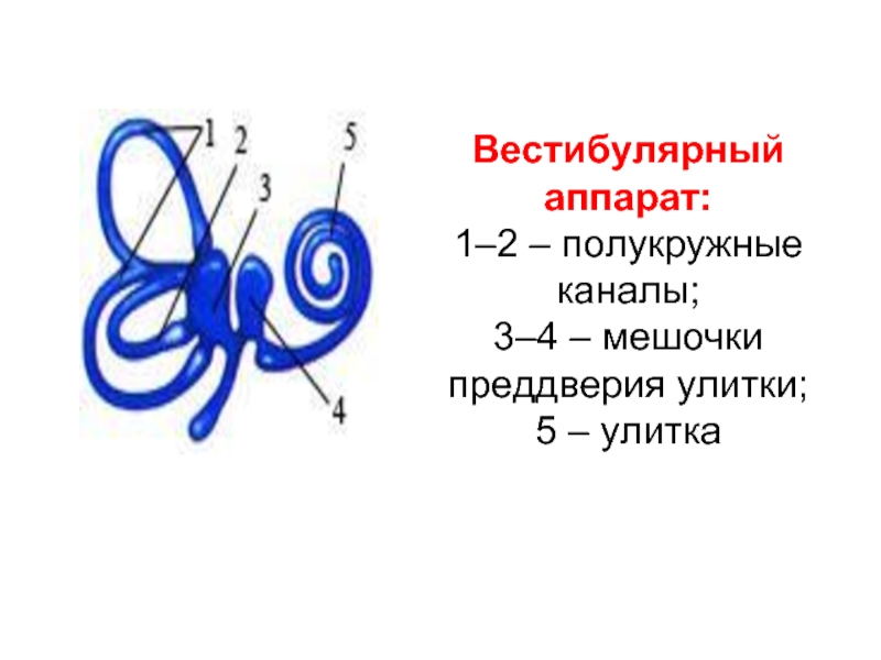 Вестибулярный аппарат строение рисунок