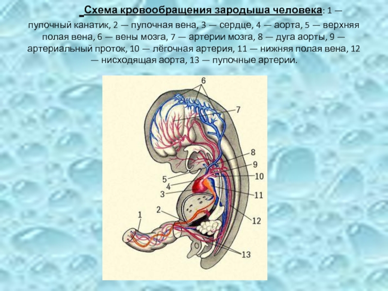 Эмбрион строение