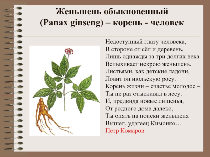 Растение женьшень описание с фотографией