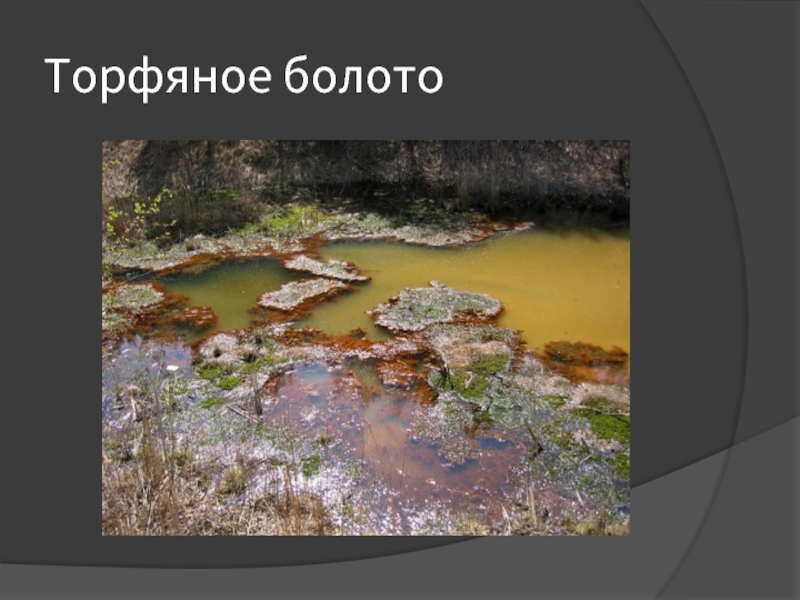 Торфяная болотная. Торф на болоте. Торфяные болота. Торфяные болота Московской области. Болото Удмуртии.