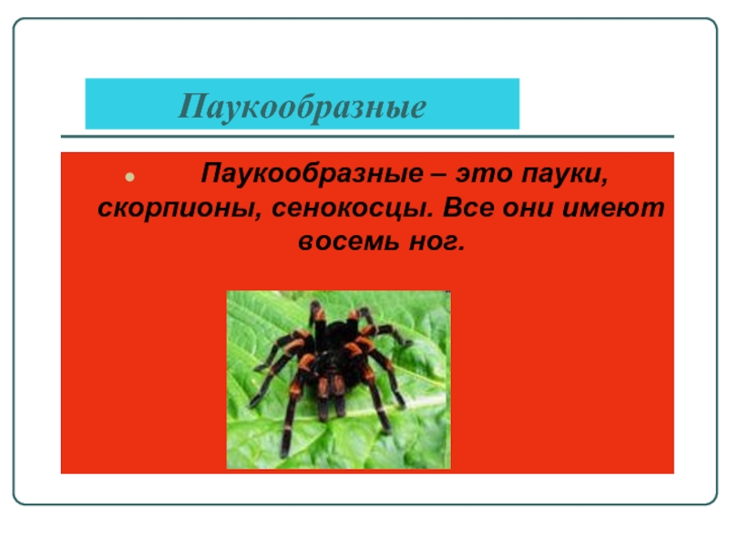 Животное класса паукообразные. Окружающий мир паукообразные. Паукообразные имеют. Презентация на тему паукообразные. Царство паукообразные.