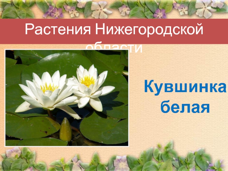 Растения Нижегородской областиКувшинка белая