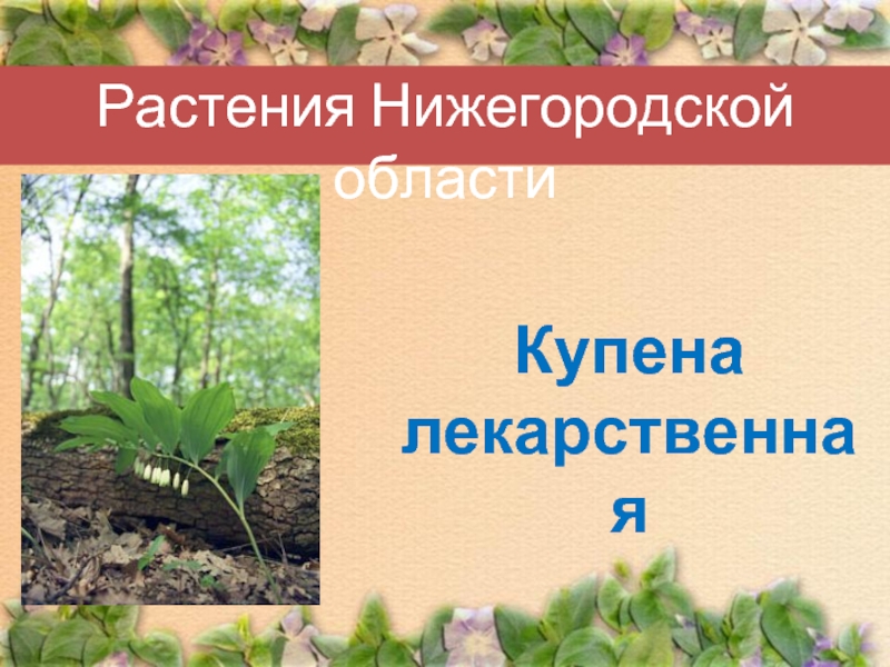 Растения Нижегородской областиКупена лекарственная