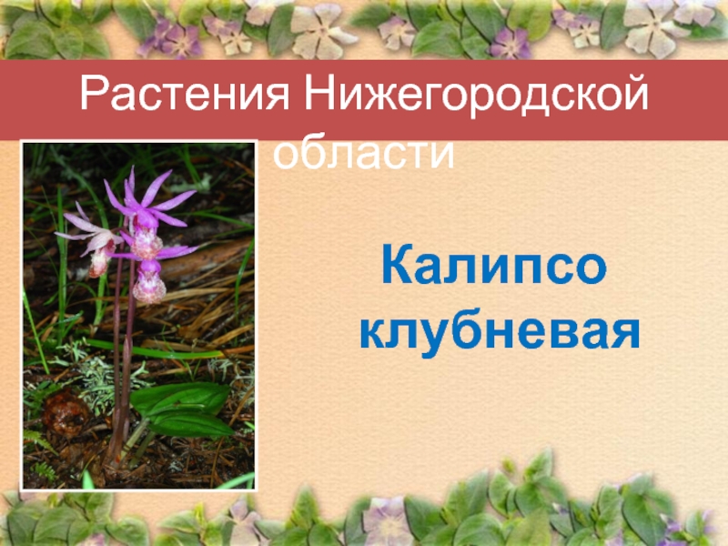 Растения Нижегородской областиКалипсо клубневая