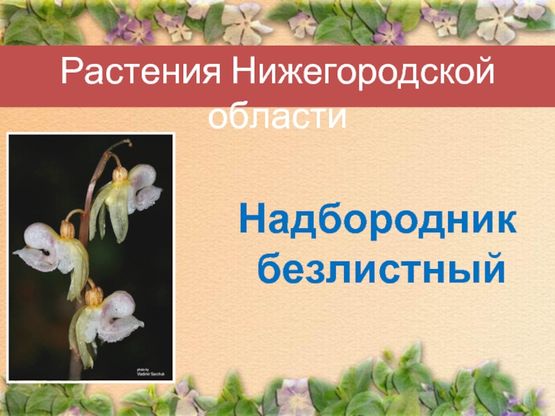 Растения Нижегородской областиНадбородник безлистный