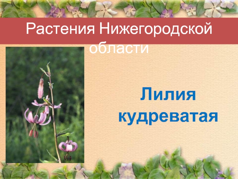 Растения Нижегородской областиЛилия кудреватая