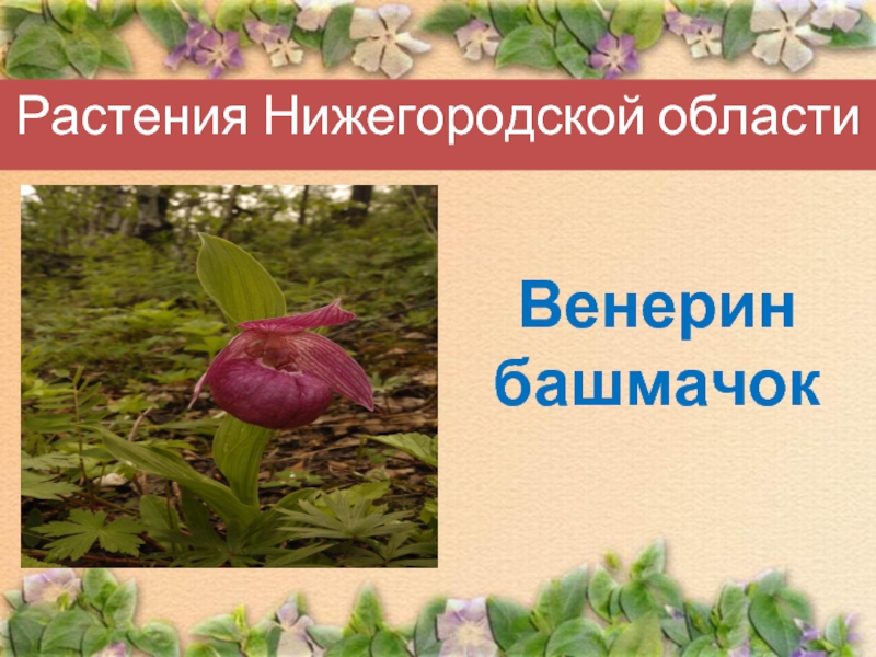 Растения Нижегородской областиВенерин башмачок
