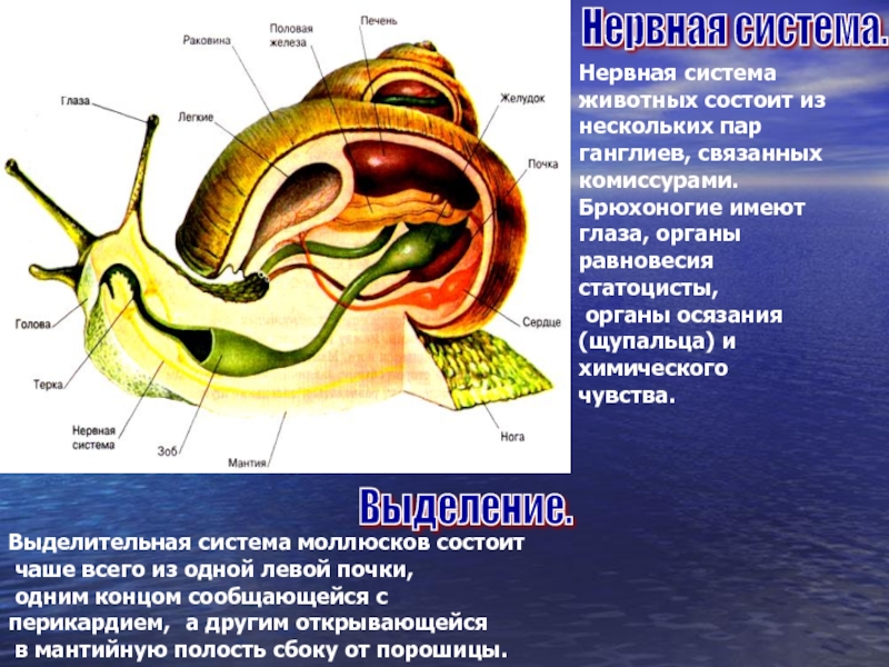 Схема строения нервной системы моллюсков