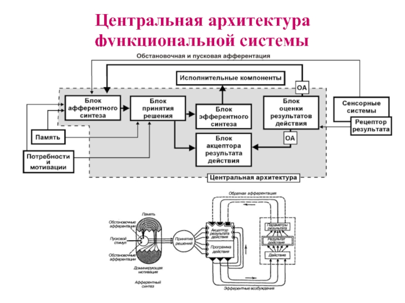 Функциональная архитектура схема