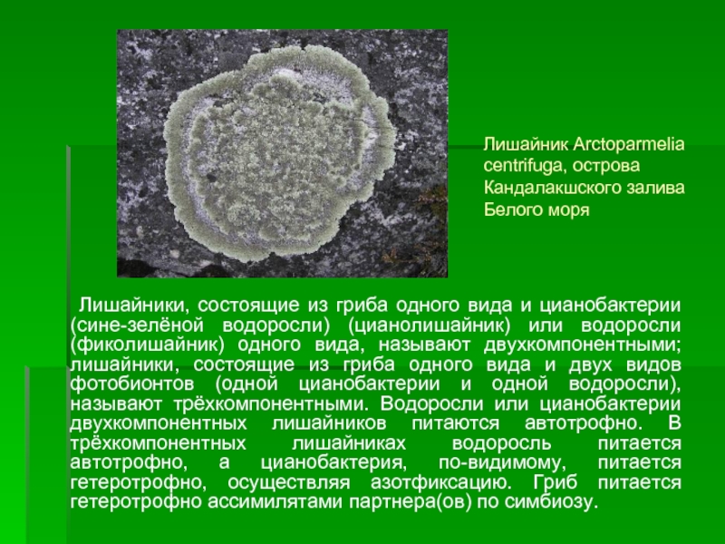 Функция водорослей в лишайнике. Цианобактерии в лишайниках. Двухкомпонентные лишайники. Лишайник состоит из. Фотобионт лишайников.
